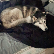 Summer, a Light-grey, Dark-grey, Black, White Siberian Husky Dog