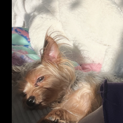 {petName}, a Light-grey, Rust, Light-brown Yorkie  Dog