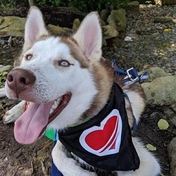 Possum the Huskie from Wayne County After